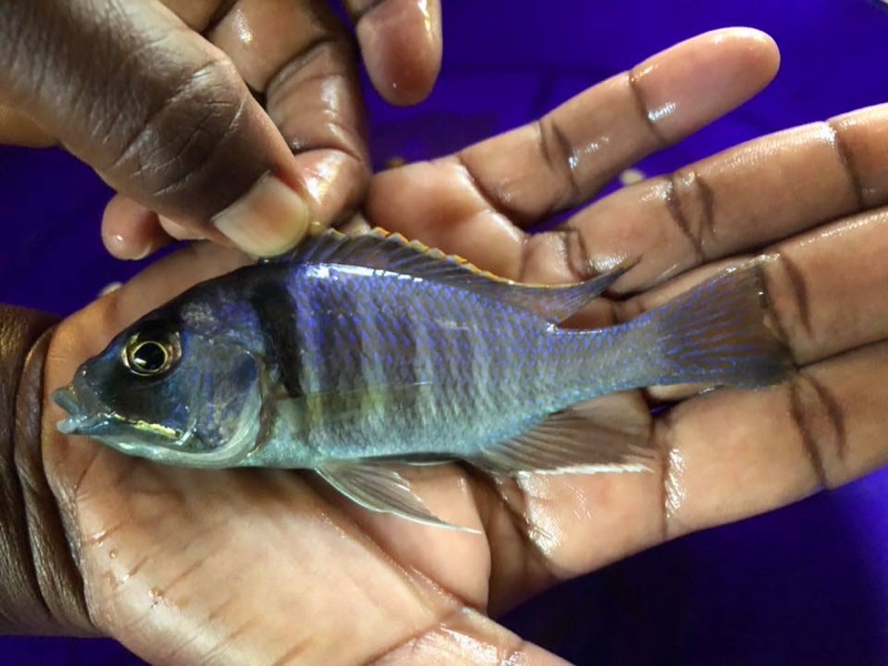 Placidochromis electra 'Londo Bay'